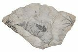Pennsylvanian Fossil Flora (Neuropteris & Annularia) Plate #214187-1